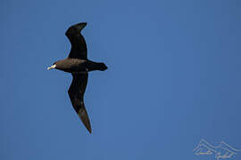 White-chinned Petrel