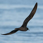 Puffin à pieds pâles