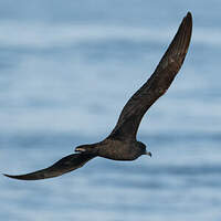 Puffin à pieds pâles