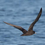 Puffin à pieds pâles
