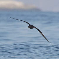 Puffin à pieds pâles