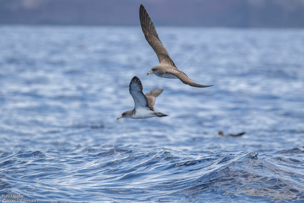 Cory's Shearwater, identification, Flight