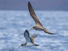 Cory's Shearwater