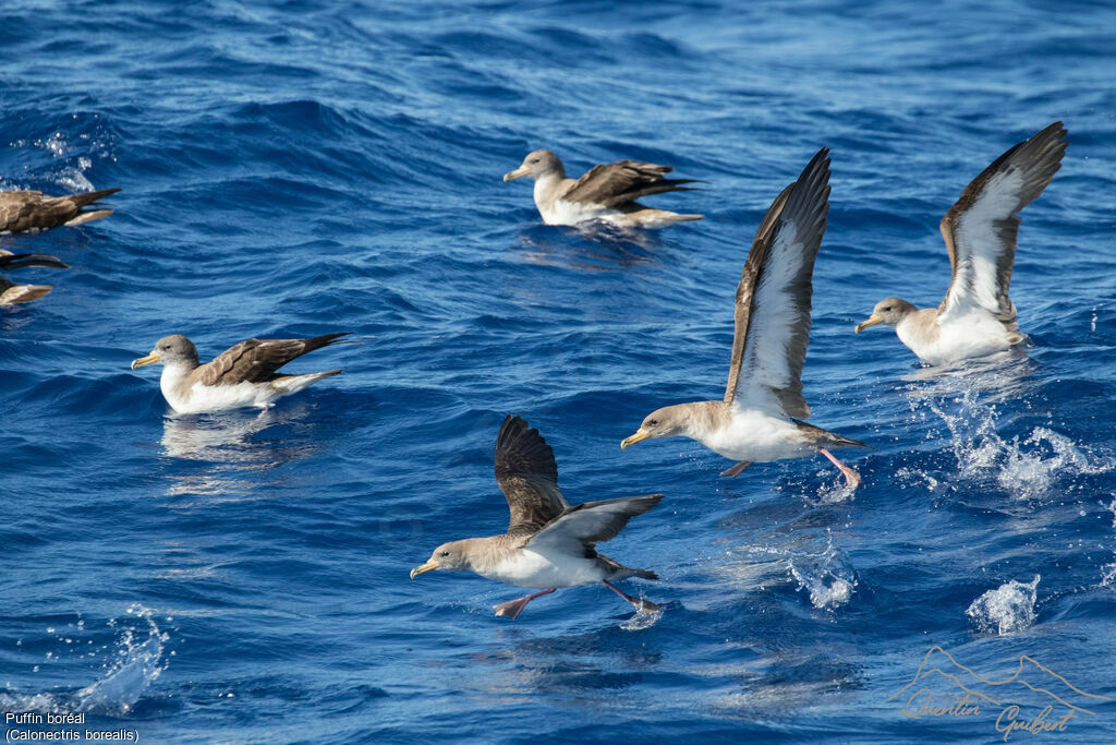 Cory's Shearwater