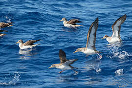 Cory's Shearwater