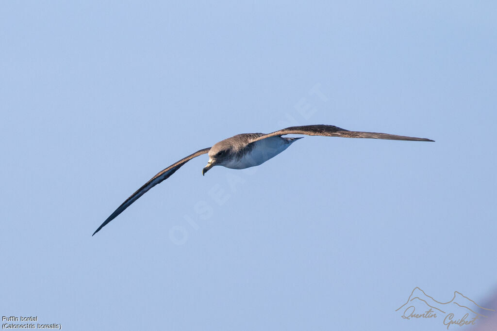 Cory's Shearwater