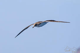 Cory's Shearwater