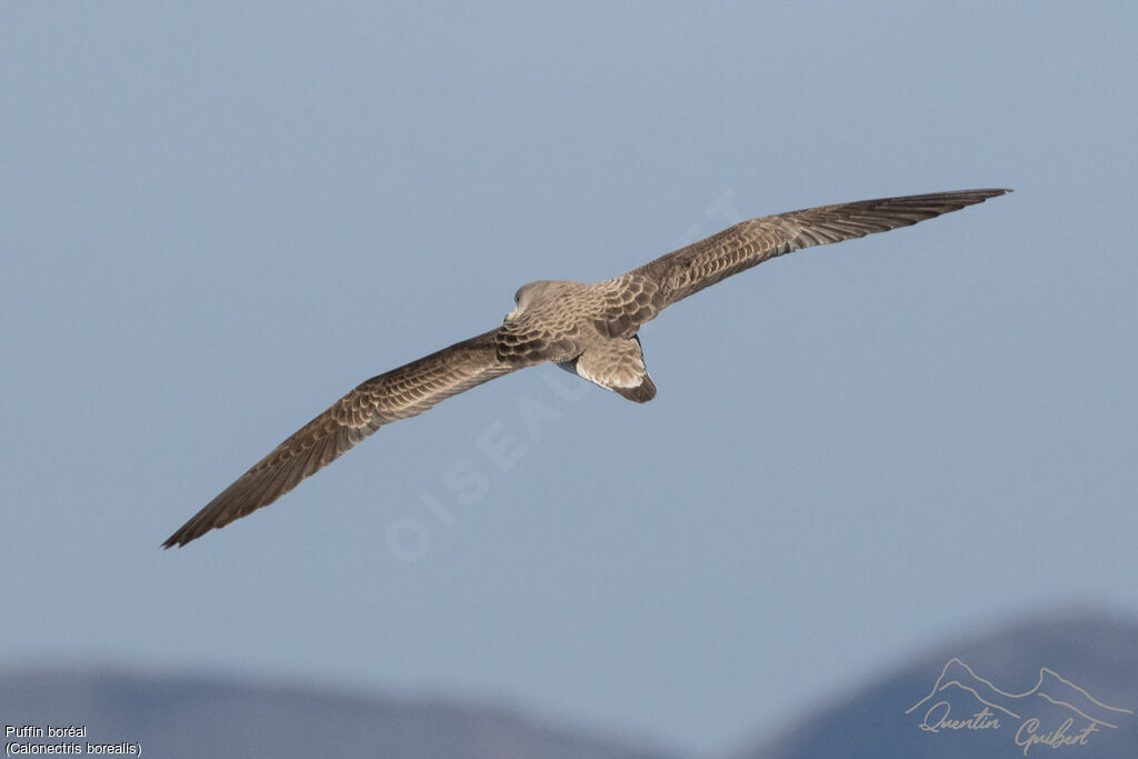 Cory's Shearwater