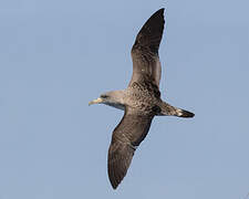 Cory's Shearwater