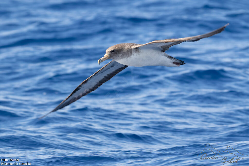 Cory's Shearwater, Flight