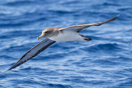 Cory's Shearwater