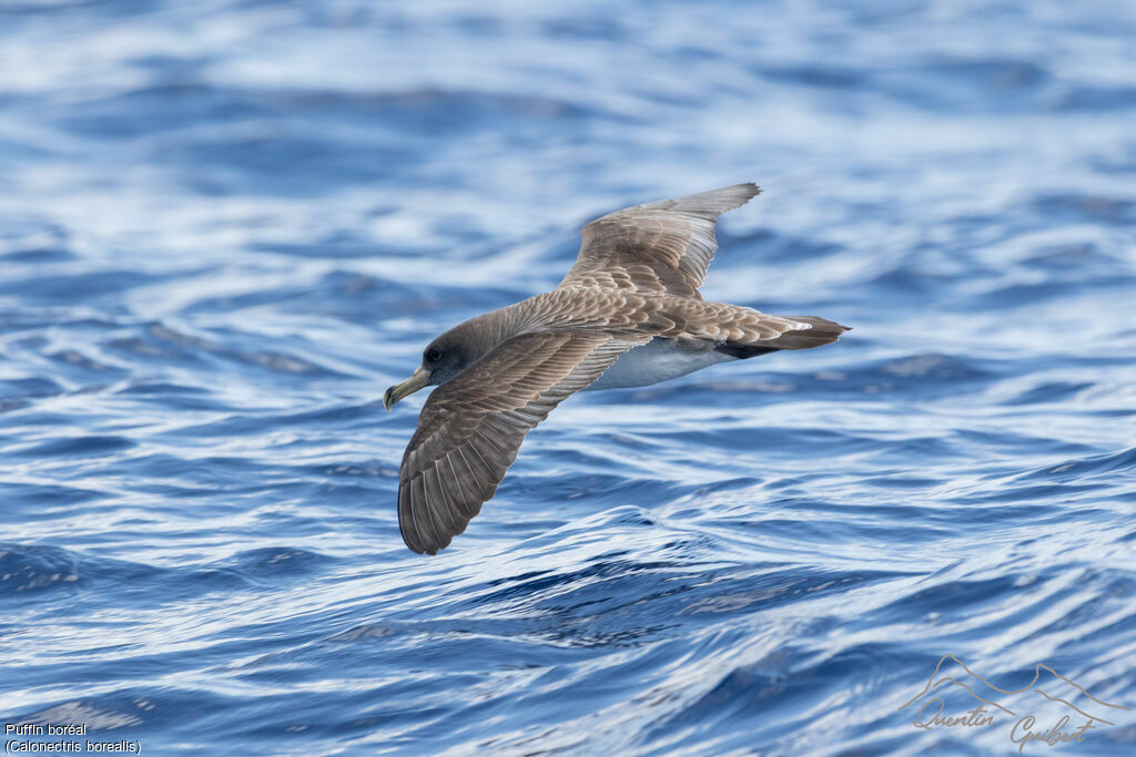 Cory's Shearwater