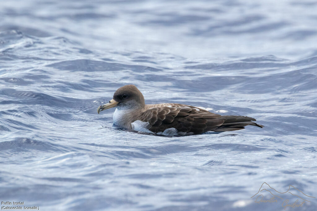 Cory's Shearwater