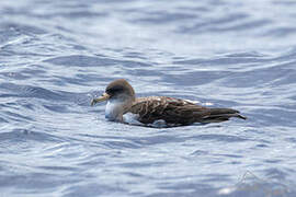 Cory's Shearwater