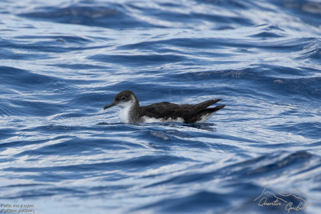 Manx Shearwater