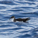 Puffin des Anglais