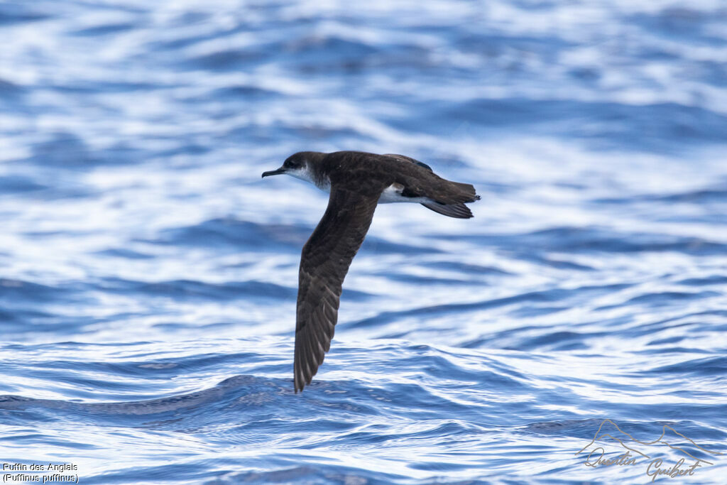 Puffin des Anglais