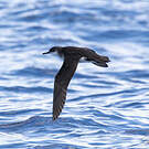Puffin des Anglais