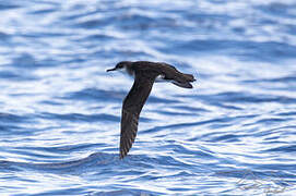 Manx Shearwater