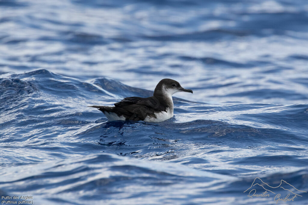 Manx Shearwater, identification, swimming