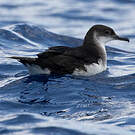 Puffin des Anglais