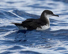 Manx Shearwater