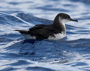 Puffin des Anglais