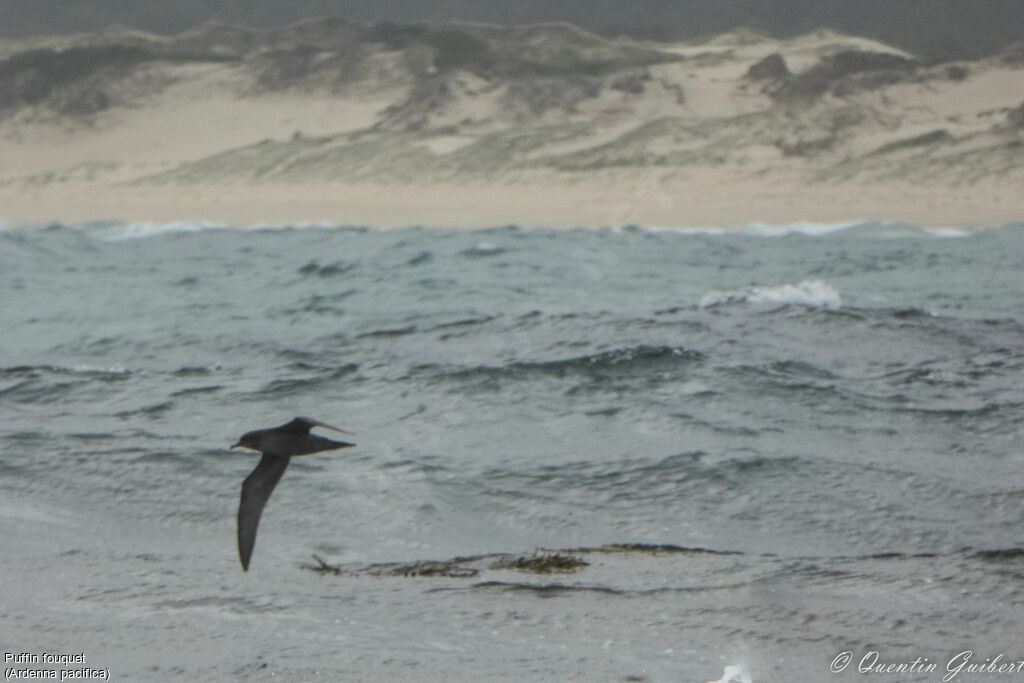 Wedge-tailed Shearwater, Flight