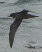 Wedge-tailed Shearwater