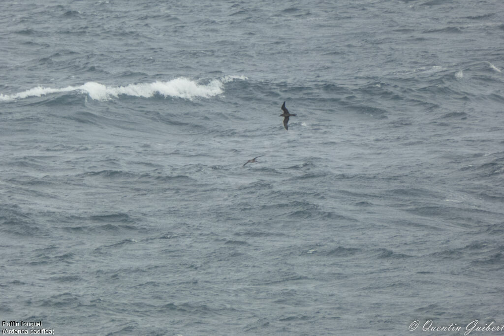 Wedge-tailed Shearwater, Flight