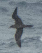 Wedge-tailed Shearwater