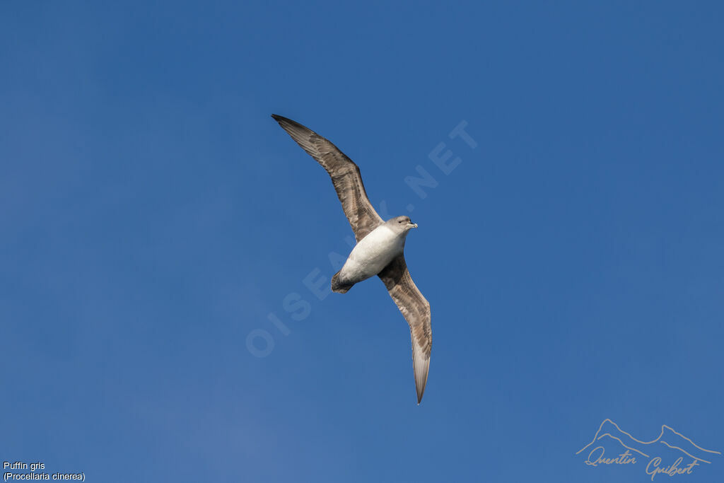 Grey Petrel