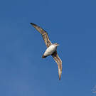 Puffin gris