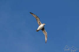 Grey Petrel