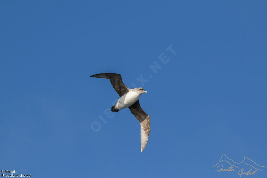 Grey Petrel