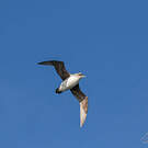 Puffin gris