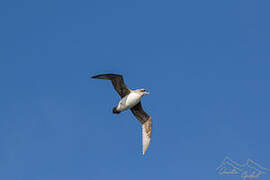 Grey Petrel