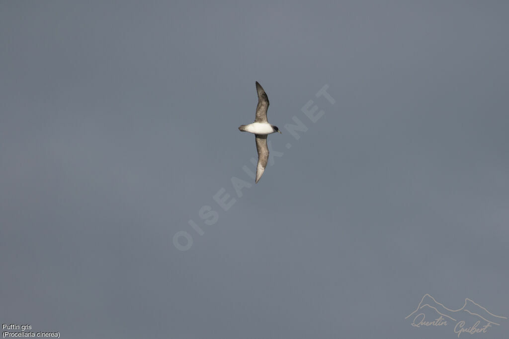 Grey Petrel, identification, Flight