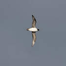 Puffin gris