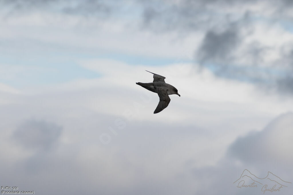 Grey Petrel