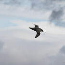 Puffin gris