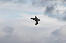 Grey Petrel