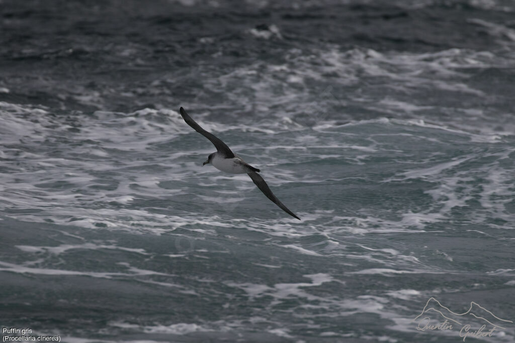 Grey Petrel