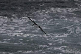 Grey Petrel