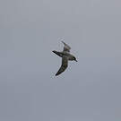 Puffin gris
