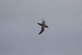 Grey Petrel