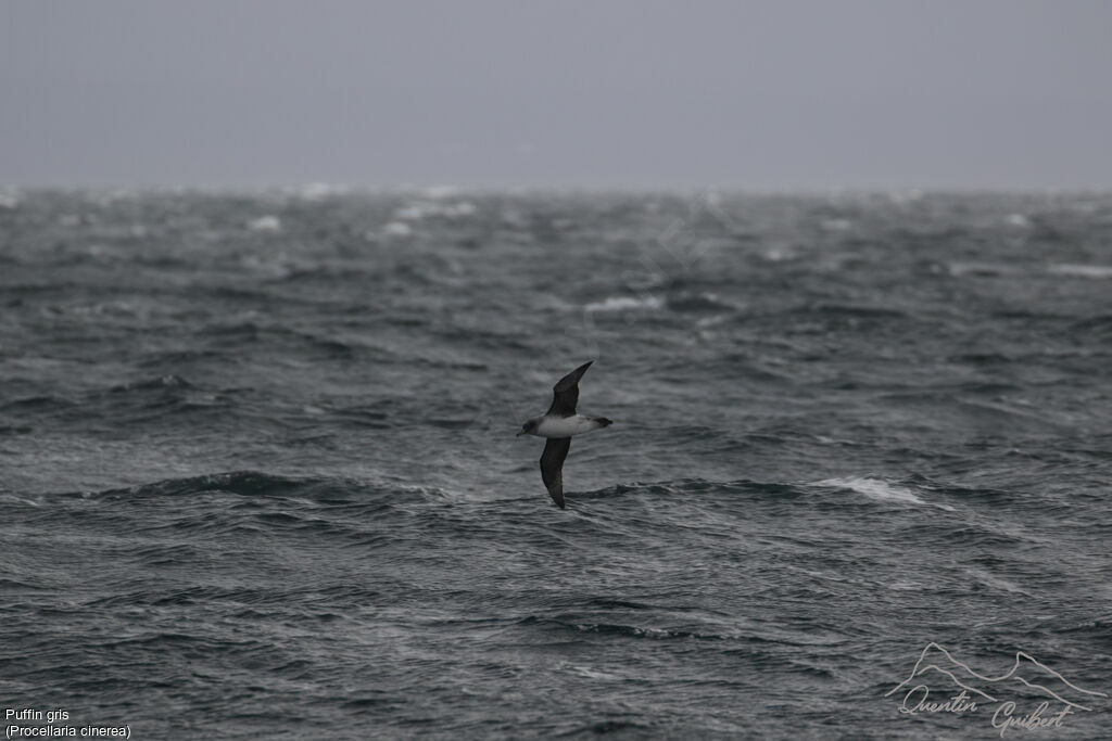 Grey Petrel