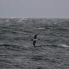 Puffin gris