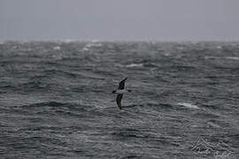 Grey Petrel