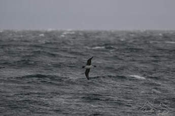 Puffin gris
